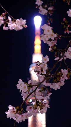 夜桜とツリー