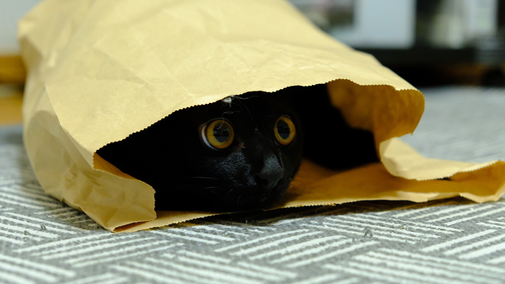 かくれんぼ