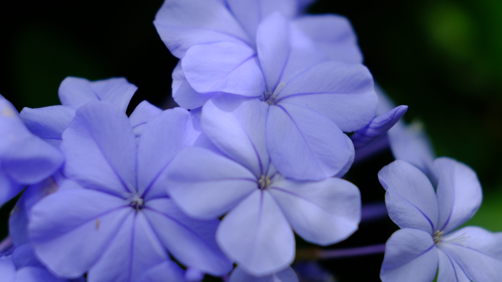紫陽花