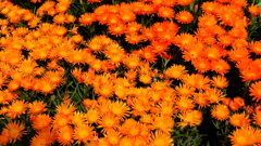お花畑