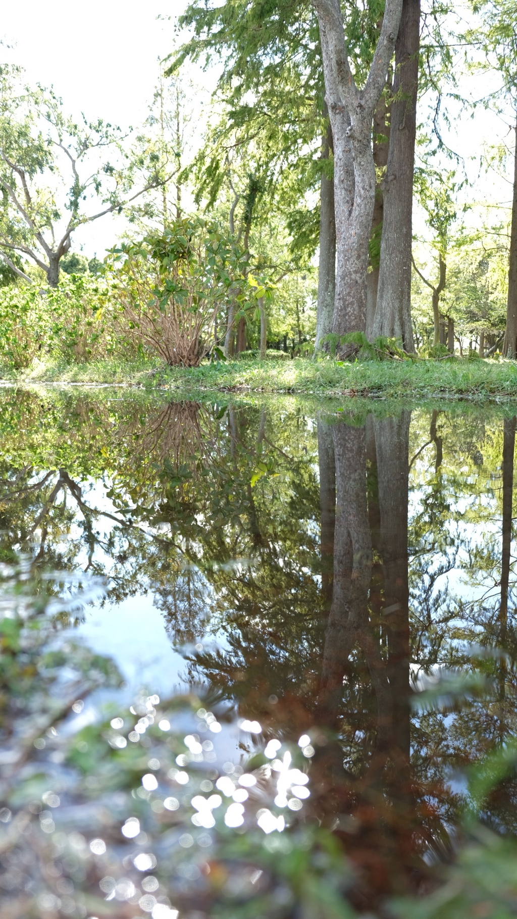 水元公園