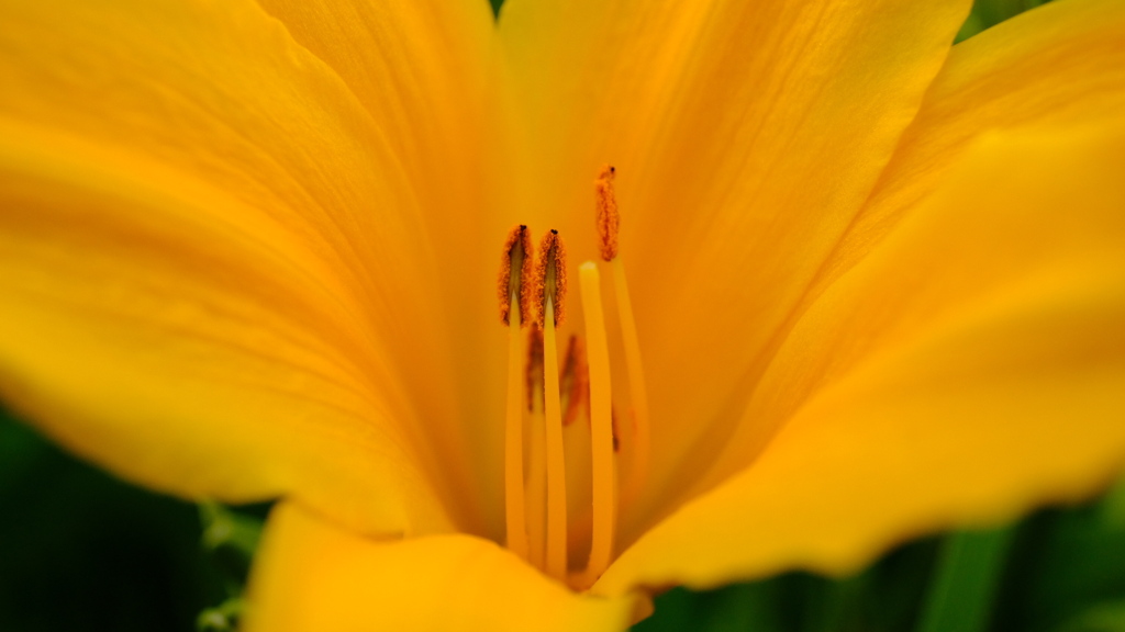 百合