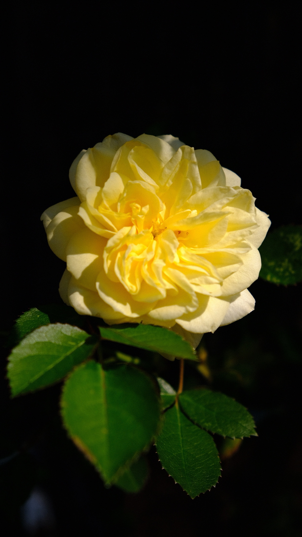 一つだけ咲いた薔薇