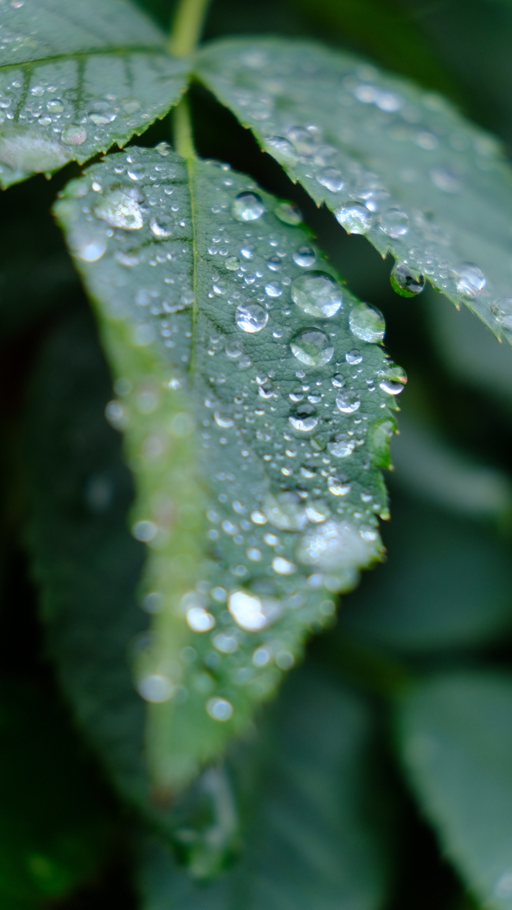 雨跡