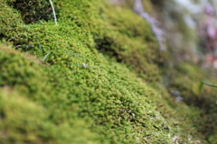 苔の世界