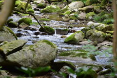 シシガミ様出てこないかな