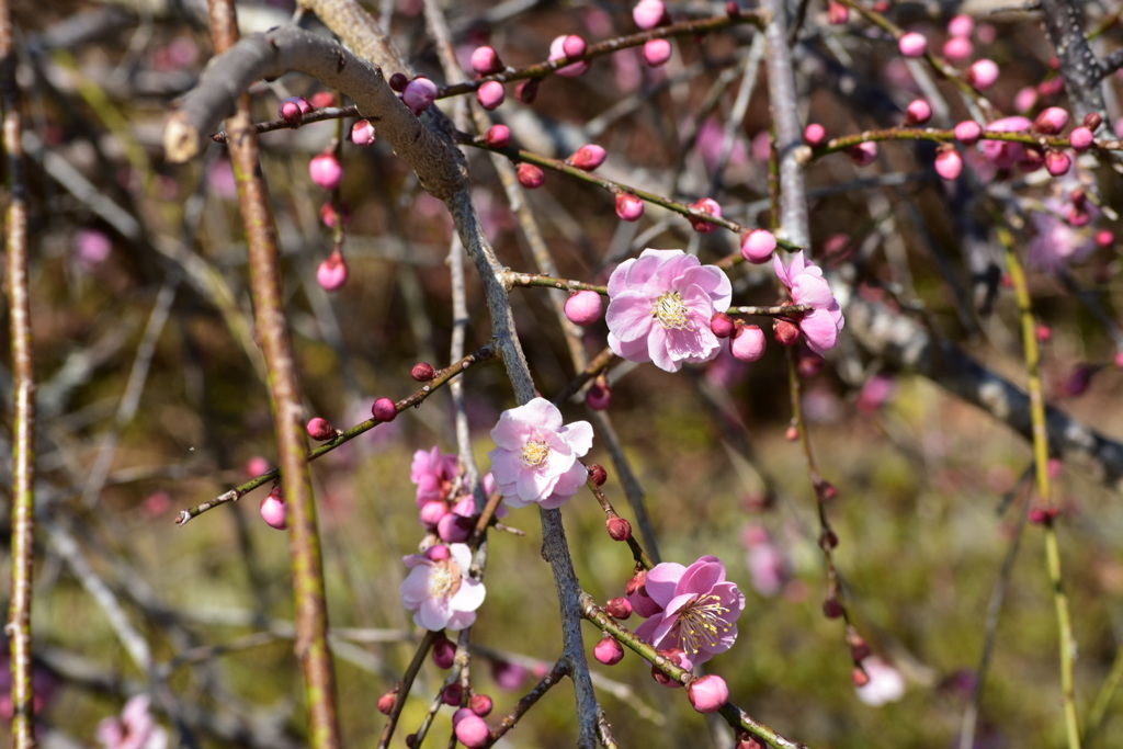 5D1412D2-1A16-4BD1-BC21-37EB9151845B