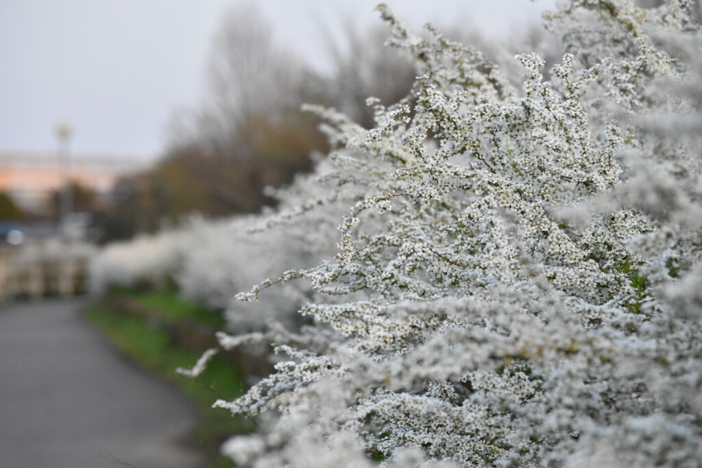 E3DBA077-3253-41BE-AECA-F5B4D00772A2