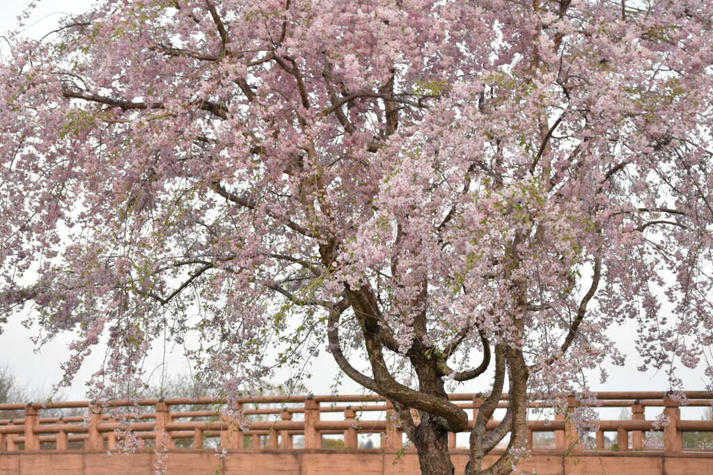 2DD85884-A812-4989-BC2C-74472AC8607A