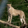 何かを見渡すチーター
