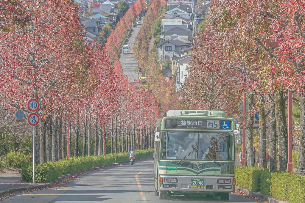 モミジバフウ並木