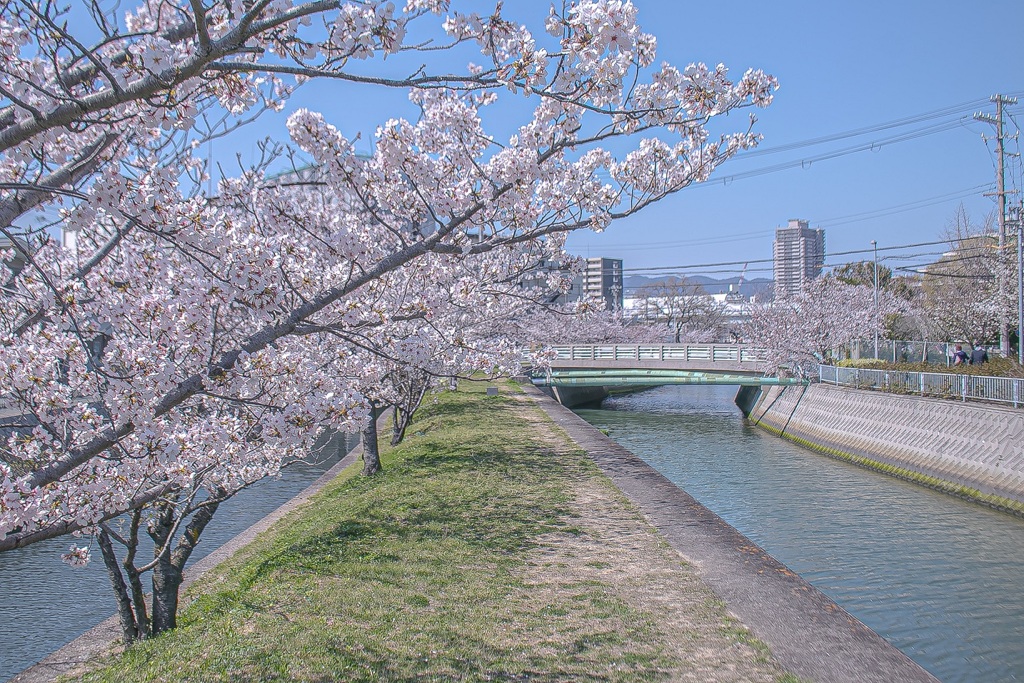 川沿いの桜