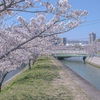 川沿いの桜