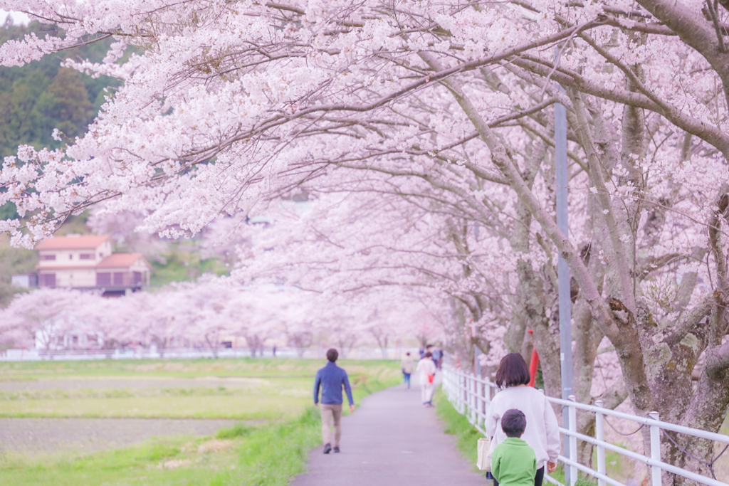 宇陀川桜並木