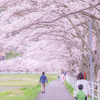 宇陀川桜並木