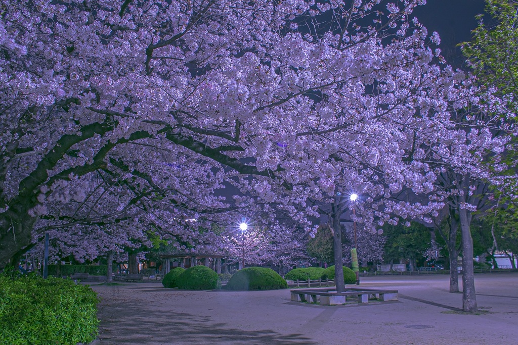 公園の桜