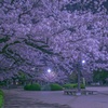 公園の桜