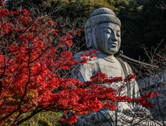 壺阪寺の紅葉