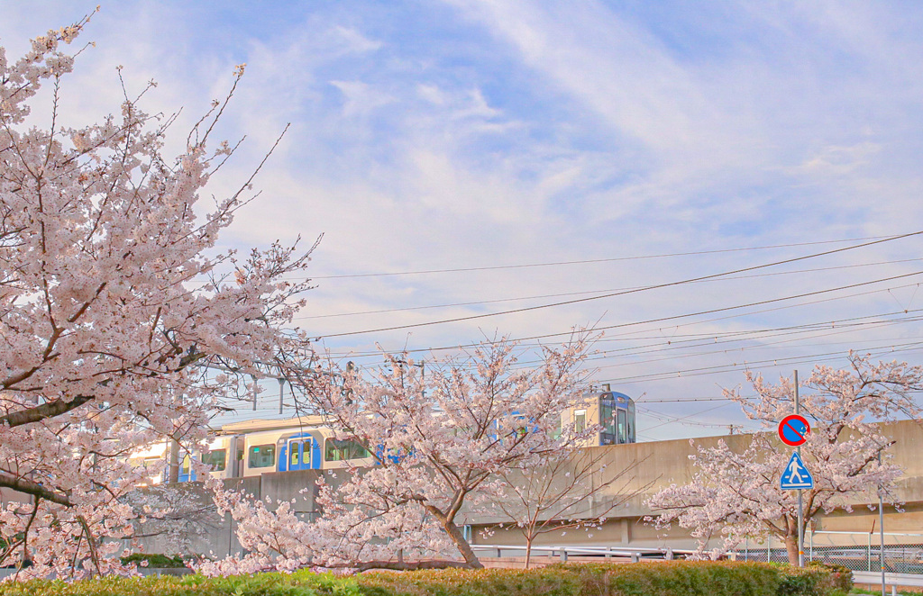 近所の桜と阪神電車