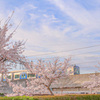 近所の桜と阪神電車