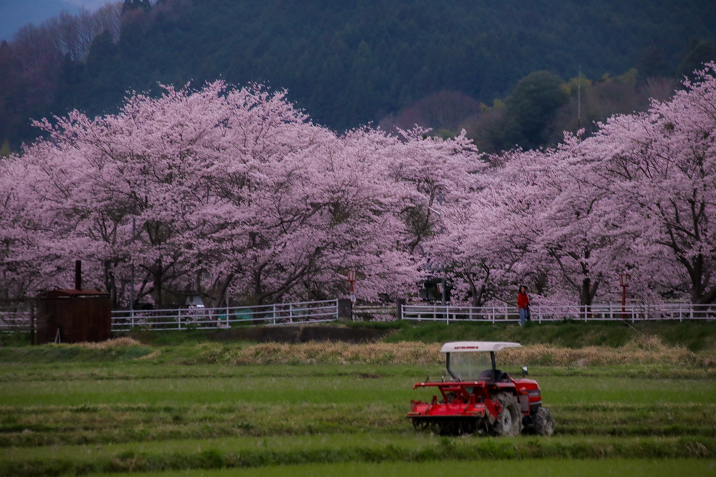 宇陀川桜並木