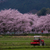 宇陀川桜並木