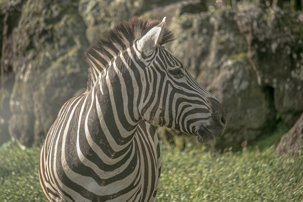 シマウマ