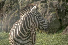 シマウマ