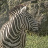 シマウマ
