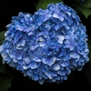 紫陽花