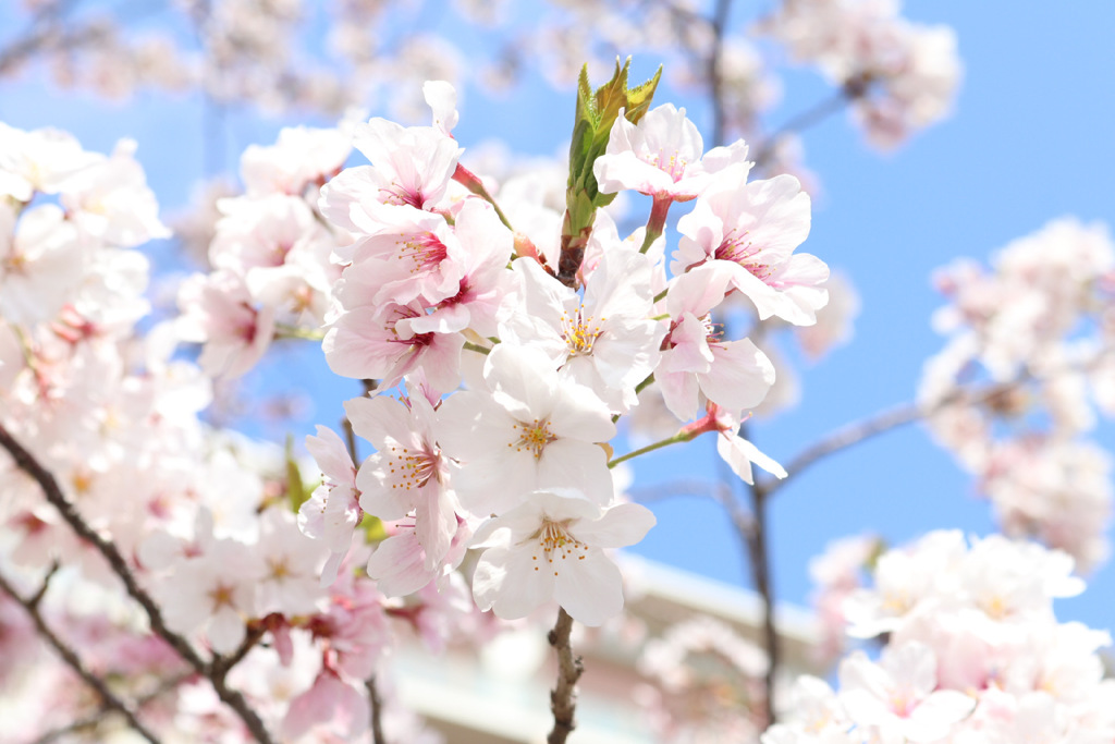 桜