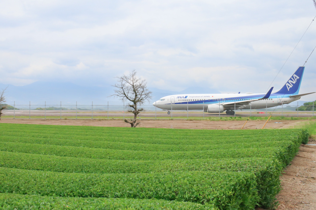 茶畑と鹿児島空港