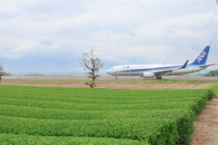 茶畑と鹿児島空港