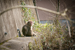 コロナとは無猿です。