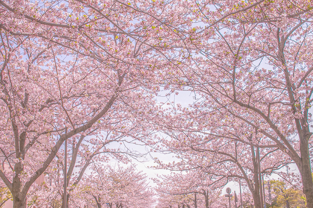 桜