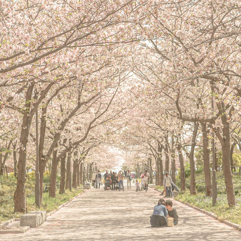 桜並木