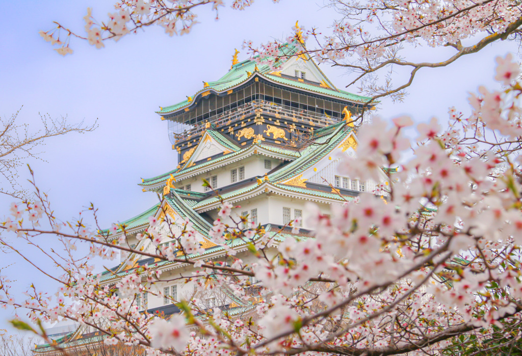 桜満開