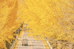 奈良県天理市のイチョウ並木