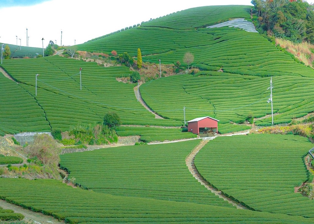 京都府和束町の茶畑4