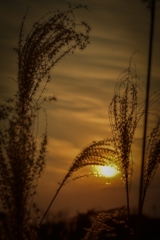 すすきと夕日