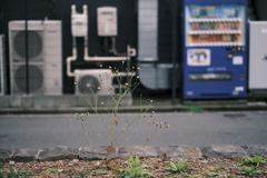 冬の花壇