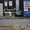 冬の花壇