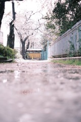 雪と桜