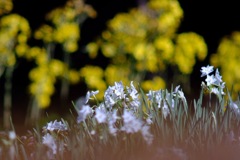 他の花を華に添えて