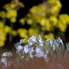 他の花を華に添えて