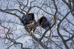飛び出し(オジロワシ幼鳥)