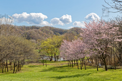 花見日和