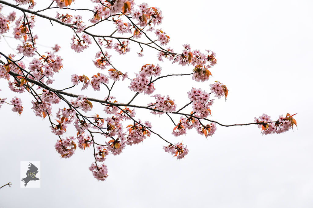 曇天桜