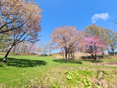 桜前線到着