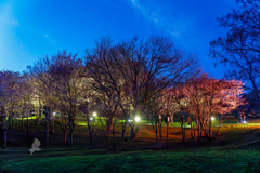 夜桜ライトアップ2025(２)(神居岩総合公園)